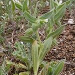 Nonea pallens Habit