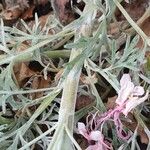 Artemisia arborescens Koor