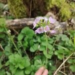 Cardamine pratensisÇiçek