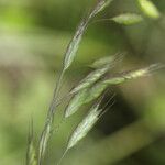 Bromus commutatus Other