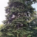 Abies cephalonica Alkat (teljes növény)