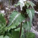 Lamium bifidum Frunză