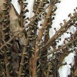 Alseis longifolia Други
