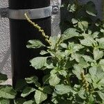 Amaranthus blitum പുഷ്പം