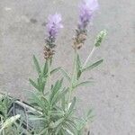 Lavandula dentataBlomst