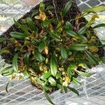Dendrobium brunneum