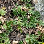Potentilla crantzii Leaf