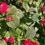 Lantana × strigocamara Flower