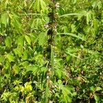 Leonurus quinquelobatus Hoja