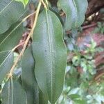 Agarista salicifolia Leaf