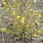 Senecio gallicus Habitus