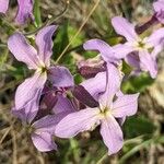 Hesperis laciniata 花