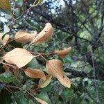 Stenocarpus tremuloides Folla