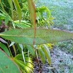 Eucalyptus viminalis Blatt