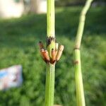 Equisetum arvense പുറംതൊലി