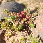 Crassula tillaea Leaf