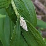 Maianthemum racemosum Цветок