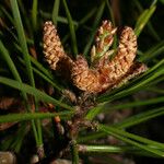 Pinus virginiana Fruit