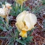 Iris lutescens Λουλούδι