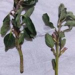 Trianthema portulacastrum List