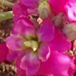 Matthiola incana Blomst