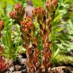 Sedum lanceolatum Leaf