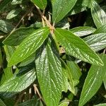 Viburnum rhytidophyllumBlatt