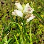 Chelone glabra Hábito