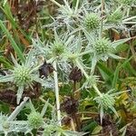 Eryngium campestreبرگ