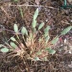 Phleum arenarium 葉