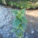 Ageratina adenophora Levél