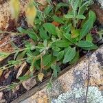 Tuberaria lignosa Blatt