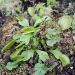 Dionaea muscipula Habit