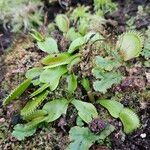 Dionaea muscipula Habitat