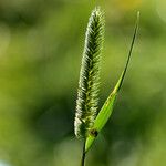 Phleum pratense Leaf