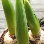 Ornithogalum balansae Levél