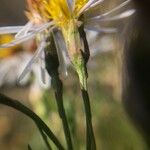 Tripolium pannonicum Flower