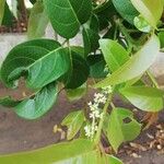 Pseudospondias microcarpa Flower