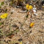 Crepis suffreniana Habitatea