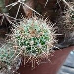 Echinopsis oxygona 其他