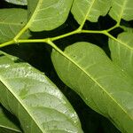 Piper arboreum Leaf