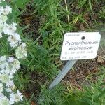 Pycnanthemum virginianum Altres