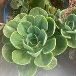 Echeveria australis Leaf