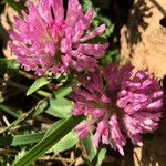 Trifolium pratense Blomma