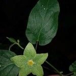 Chloropetalum denticulatum Flower
