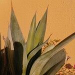 Agave demeesteriana Leht