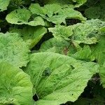 Petasites hybridus List