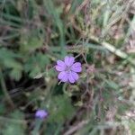 Geranium pyrenaicumКветка