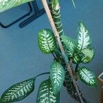 Dieffenbachia seguine Φύλλο