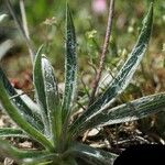 Plantago nivalis Folha